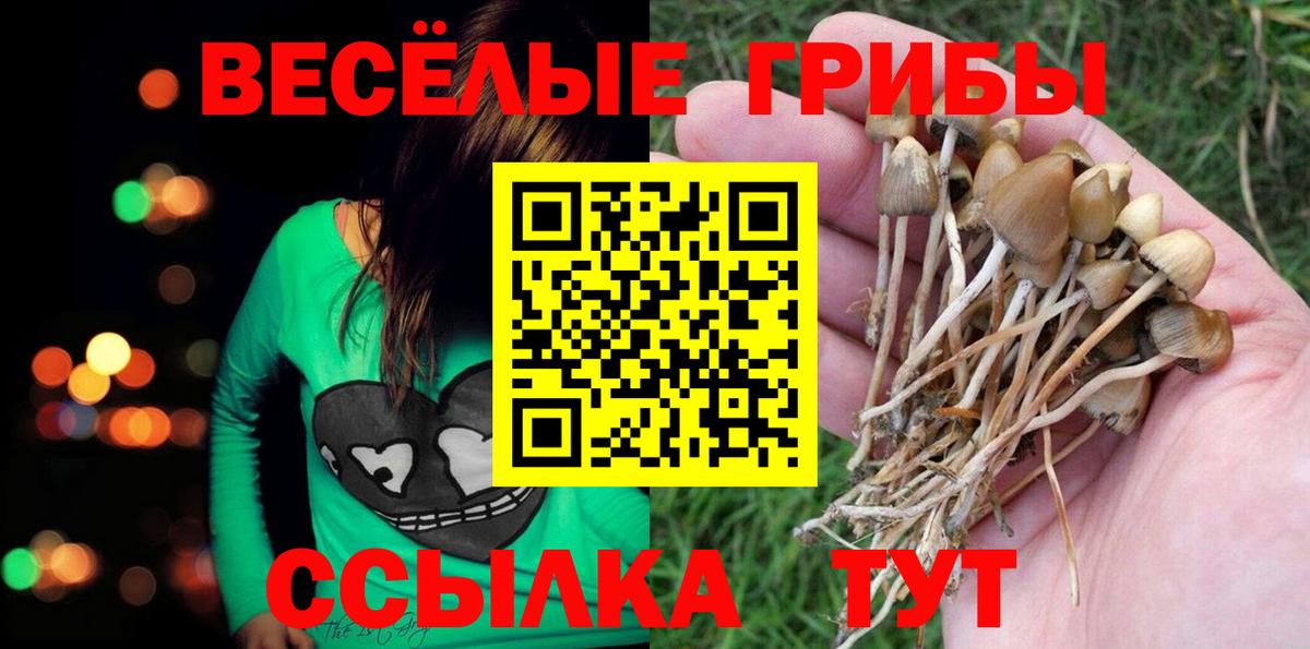 Псилоцибиновые грибы Cubensis Муравленко